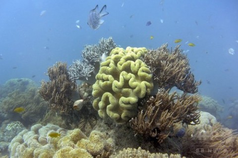 專家警告：澳洲大堡礁白化，比想像中嚴重