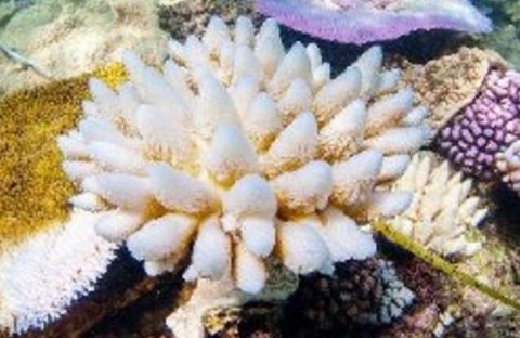 澳洲大堡礁的珊瑚白化 難以恢復