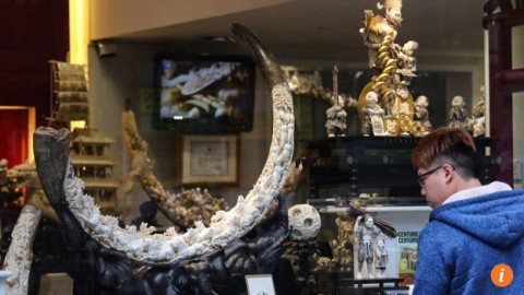 One third of licensed Hong Kong ivory retailers encourage buyers to break the law, report says