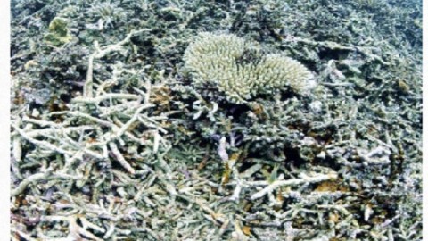 Emergency declaration warns of coral extinction