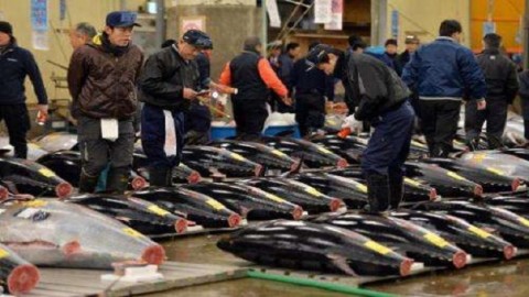 Japan exceeds annual international limit on Pacific tuna catches