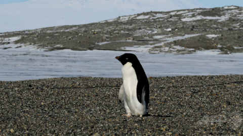 南極、地球温暖化で「緑化」が進行中