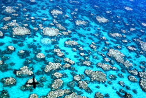 澳洲大堡礁持續「白化」 全球暖化造成珊瑚危機