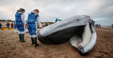 Las poblaciones globales de animales han disminuido en un 60% en los últimos 50 años, asegura el Informe Planeta Vivo 2018, publicado por la organización WWF.