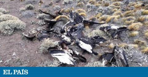 Cadáveres de cóndores hallados en la provincia de Neuquén