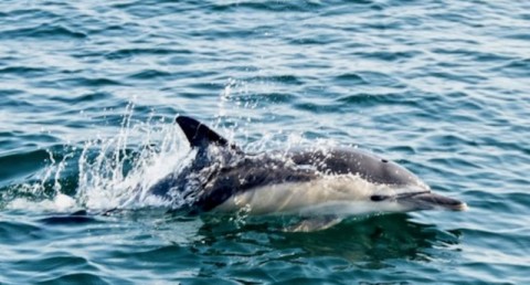 A dolphin skims the surface of the ocean. Photo: Sebastien Salom Gomis/ AFP