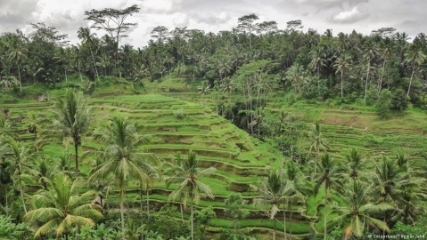 Terraced hillsides on the island of Bali. Photo: Thomas John