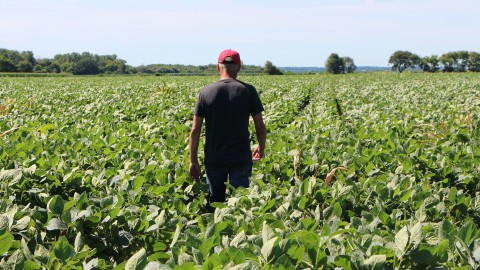 Farmer Terry Davidson walks through his soy fields in Illinois in July. Photo: Nova Safo/AFP/Getty Images