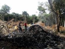 Capturadas nueve personas en Yotoco por tala ilegal de árboles para producir carbón.