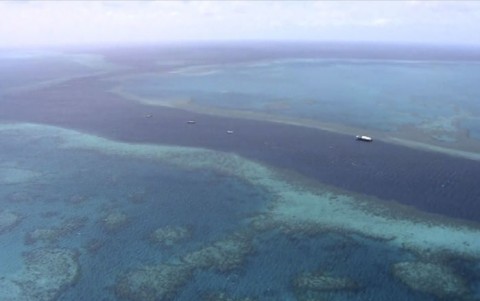 地球温暖化に有効　スイス規模の藻場　膨大な炭素を吸収