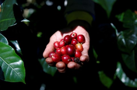 気候変動で世界のコーヒー野生種の半分以上が絶滅の危機＝英研究