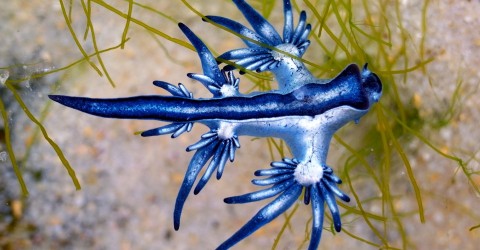 Blue sea dragons are part of the neuston. Photo: Shutterstock