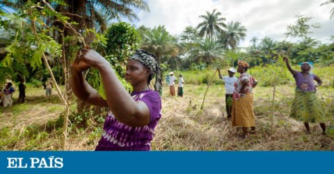 Farmer group of women in Guinea