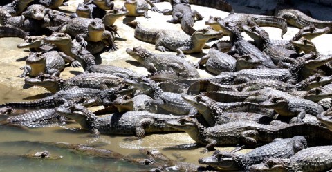 The population of crocodiles increased to 11,788. The Colombian government approved their skin commerce.