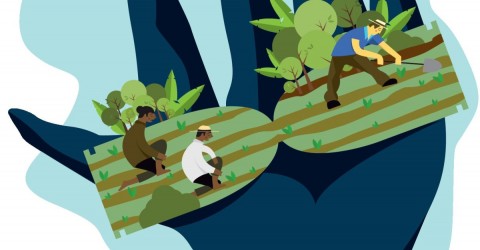 Los cultivos ilícitos, motor económico de las extintas FARC son ahora disputadas por variedad de grupos armados amenazando las poblaciones rurales cercanas.