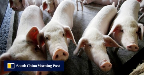 市場觀察人士稱，有關非洲豬肉產品豬瘟的報導意味著生產商必須應對金融危機和更嚴格的醫療法規。