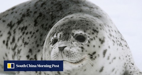 Spotted seals are nationally protected animals in China but they are attractive to poachers because of their use in Chinese traditional medicine, as well as the demand for exhibit animals in aquariums.