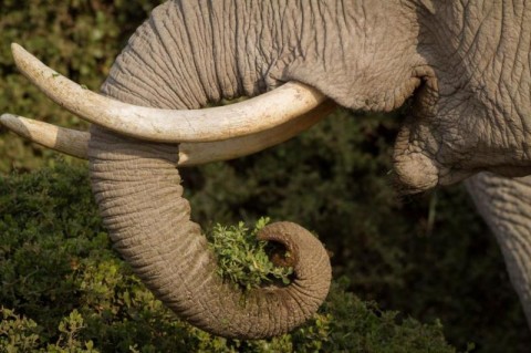 Botswana cabinet ministers recommended Thursday to lift its four-year ban on trophy hunting of elephants on public land. 