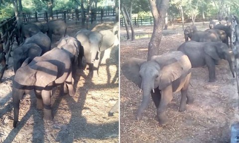 Thirty five wild elephants were filmed inside pens at Hwange National Park, in Zimbabwe, after being separated from their herds using helicopters and tranqulized before being brought here. Photo: Humane Society International