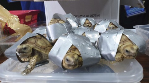 Filipino authorities said that they found more than 1,500 live turtles and tortoises stuffed inside luggage at Manila's airport. Photo: Bureau of Customs/AP