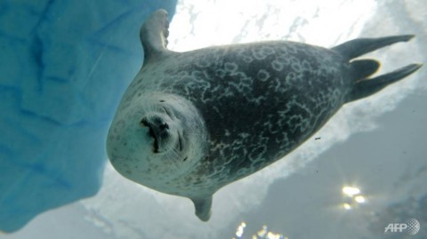 Researchers say the apparent doubling down by ringed seals on their traditional hunting grounds despite the shifting Arctic climate "reflects limited adaptability and resilience" 