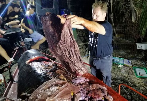Whales keep eating plastic and dying. This one's stomach had 88 pounds of calcifying trash.