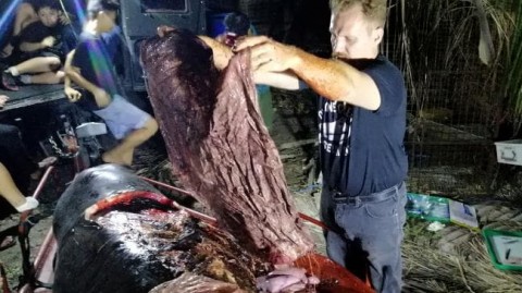 Dead whale found with 40 kilograms of plastic in stomach