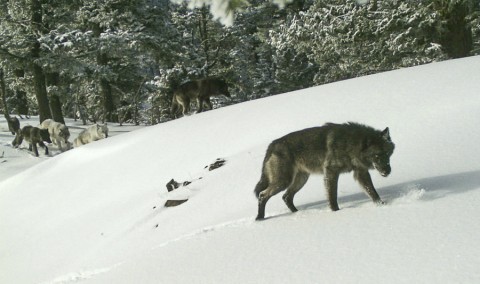美國魚類及野生動物管理局提案，由於目前的灰狼數量已非瀕危物種，計畫將解除國內48州的灰狼獵殺禁令，由各州自行決定獵捕季節；動保團體及部分議員批評現在還為時過早。