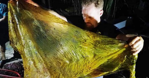 在菲律賓海域發現的死亡鯨魚，胃中有近40公斤的塑膠製品。