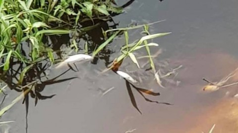 在柔佛的一條被污染的河流中看到的死魚。