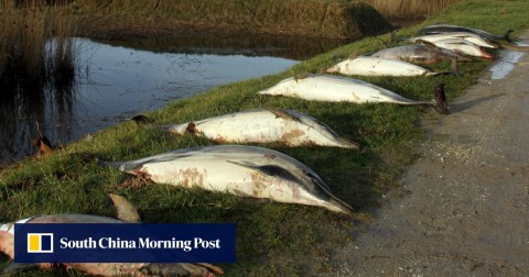 法國海洋研究人員表示，今年截至目前為止的3個月期間，已經有1100隻死海豚被沖上法國海岸。許多海豚屍體嚴重殘缺，慘不忍睹，死亡海豚數量已經創下法國40年以來的最高記錄。90%的海豚死因是意外遭漁船漁網纏住，但今年的死亡數量激增，切確原因尚待調查。動保團體在震驚之餘，敦促法國生態部長應提出國家保護海豚計畫，呼應馬克宏總統的生態環保理念。