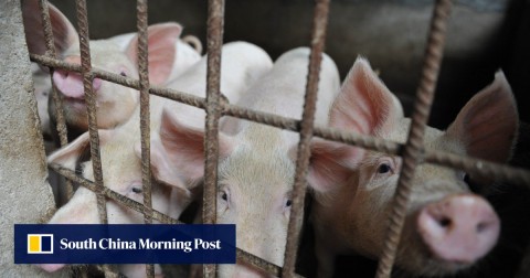 China has been battling African swine fever outbreaks since August. 