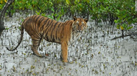 Bengal tigers could vanish from one of their final strongholds 