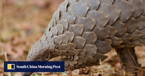 Pangolins are under greater protection but there is concern their scales are still in high demand in some parts of the world. 