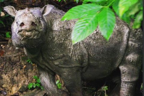 塔姆再見了！馬來西亞最後一隻「蘇門答臘公犀牛」死亡。