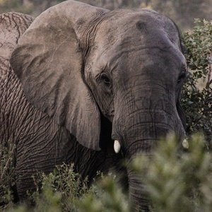 African elephant, despite poaching is reduced, they still face extinction.
