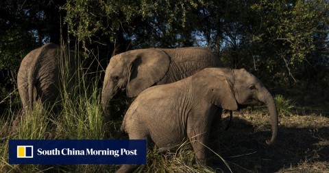 三隻大像在博茨瓦納卡薩內的大象無家可歸者的大象孤兒院的草中吃和玩。