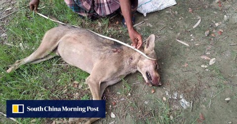 A Bangladeshi man measuring the corpse of an Indian grey wolf, the first to be seen in the region in eight decades.