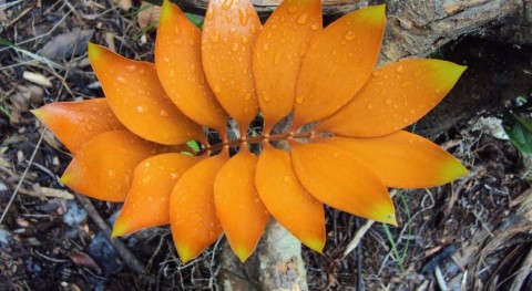 一種已面臨絕種的哥倫比亞史前植物是Zamia pyrophylla 。