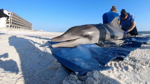 Blood samples are retrieved from a (deceased) rough-toothed dolphin on May 14, 2019.