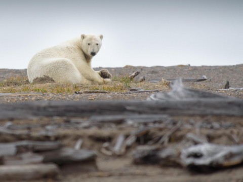 北極圈海冰覆蓋率嚴重影響北極熊棲息地。