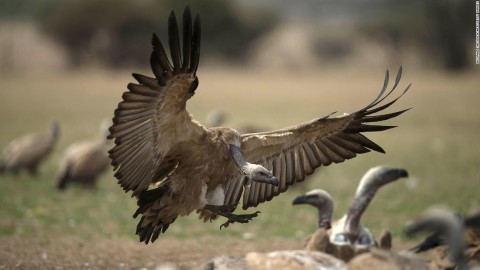 More than 500 endangered vultures die after eating poisoned elephant carcasses