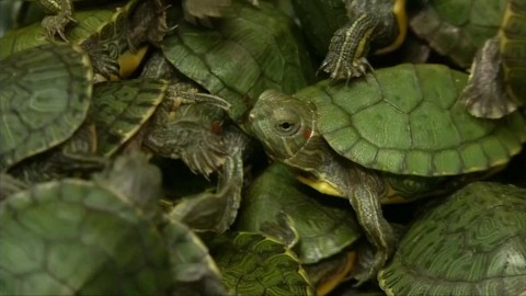 Malaysian officials show off turtles seized at Kuala Lumpur airport.