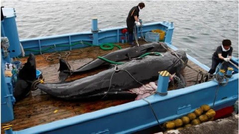 After 30 years, Japan prepares to resume commercial whaling
