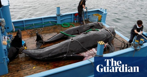 經過30年後，日本準備恢復商業捕鯨活動。