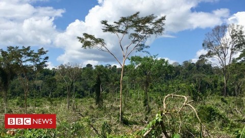 亞馬遜熱帶雨林的面積大約相當於足球場的大小，現在每分鐘都會被清除。