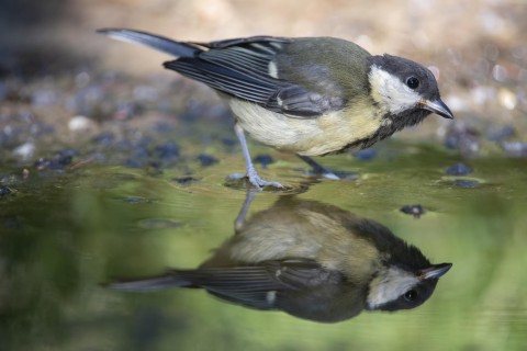 Researchers looked at 13 species in detail and found there was a risk of extinction for all but four of them.