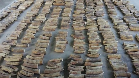 The haul was Singapore's largest ivory seizure to date.