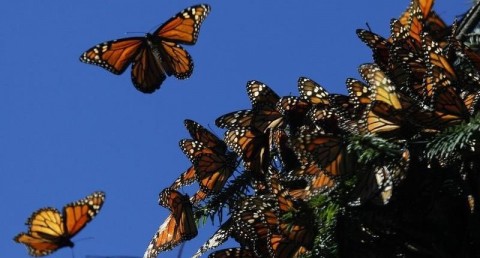 Death of a dynasty: west North America lost over 95% of its monarch butterflies in 35 years