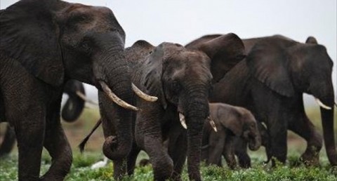 Elephants living in fear of poachers forage at night